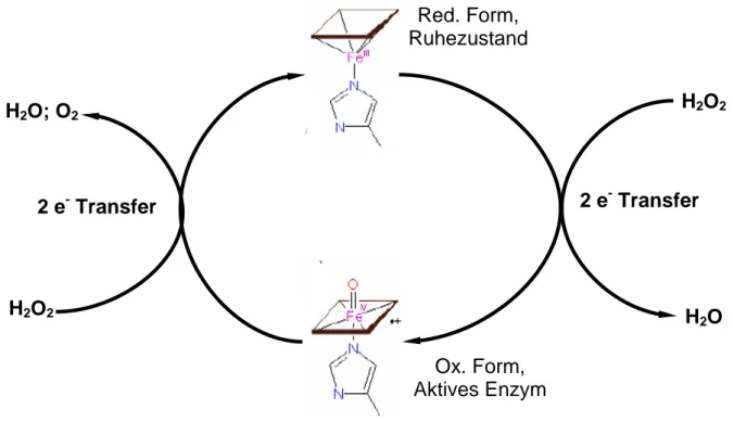 Abb. 13 Mechanismus Katalasereaktion 