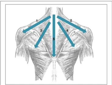 FIGURE 2 | Directions of the movements done during rPMS stimulation. 1, left trapezius and deltoid muscle; 2, right trapezius and deltoid muscle; 3, left trapezius and latissimus dorsi muscle, 4, right trapezius and latissimus dorsi muscle; 5, cranio-cauda