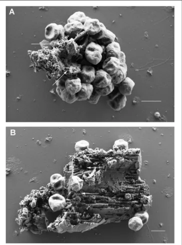 FIGURE 3 | Scanning electron microscopic analyses of P. furiosus Vc1 cells adhering to BSM solids