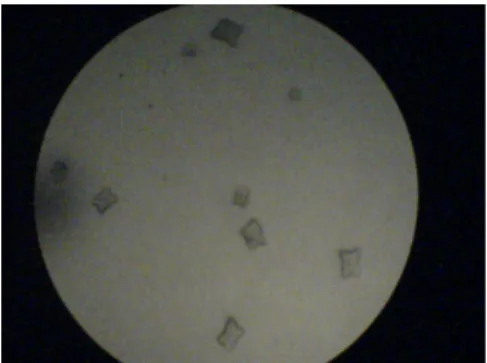 Abb. 10: Capsaicinkristalle unter dem Mikroskop
