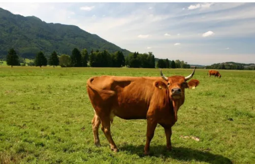 Abbildung  18:  Das  Murnau-Werdenfelser  Rind,  eine  für  Feucht-  und  Bergwiesen  geeignete Rinderrasse mit hervorragender Fleischqualität