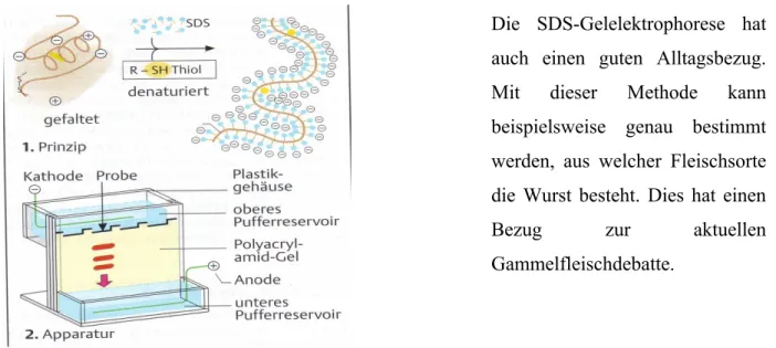 Abb. 13: SDS-Gelelektrophorese (nach KOOLMAN / RÖHM; Taschenatlas der Biochemie)