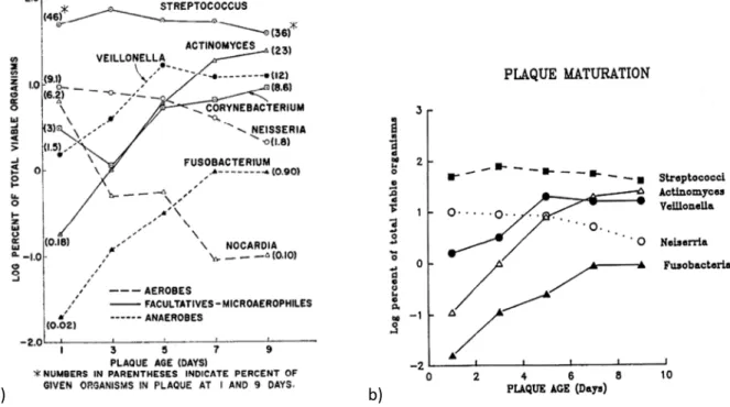 Abb. 6: Verteilung der versch. Bakterienarten in der Plaque bei zehntätigem Plaque-Wachstum, Abb