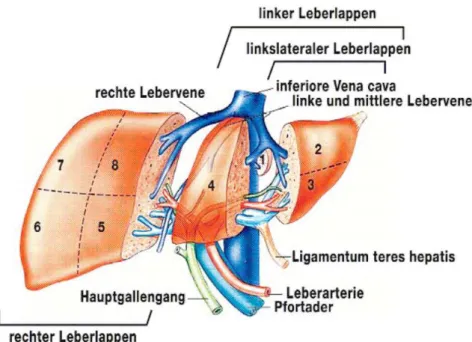 Abbildung 1: Anatomie der Lebersegmente [32] 