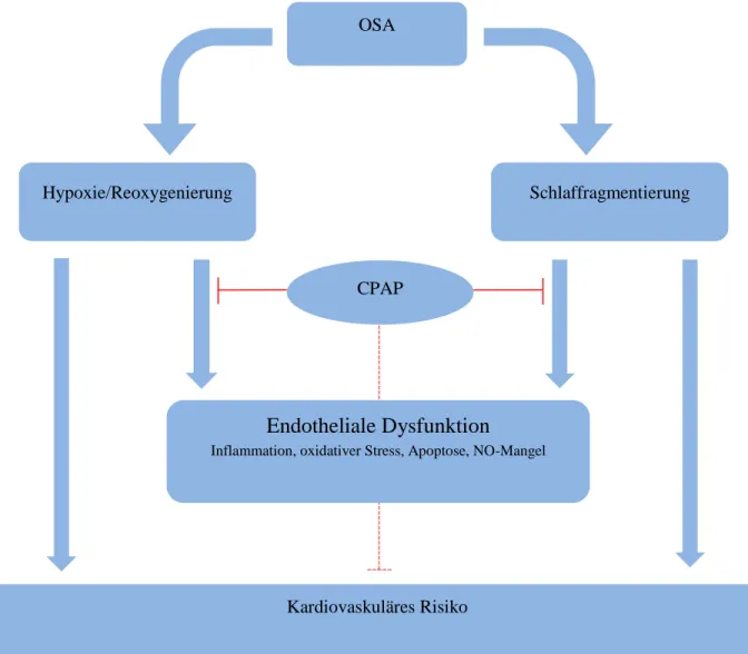 Abbildung 3 Einfluss der CPAP-Therapie auf die endotheliale Funktion und das kardiovaskuläre  Risiko 