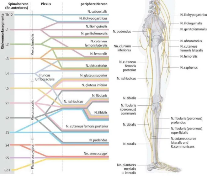 Abbildung 3: Der Plexus sacralis: Schematische Darstellung und anatomischer Verlauf der Strukturen in der Peripherie (4) 
