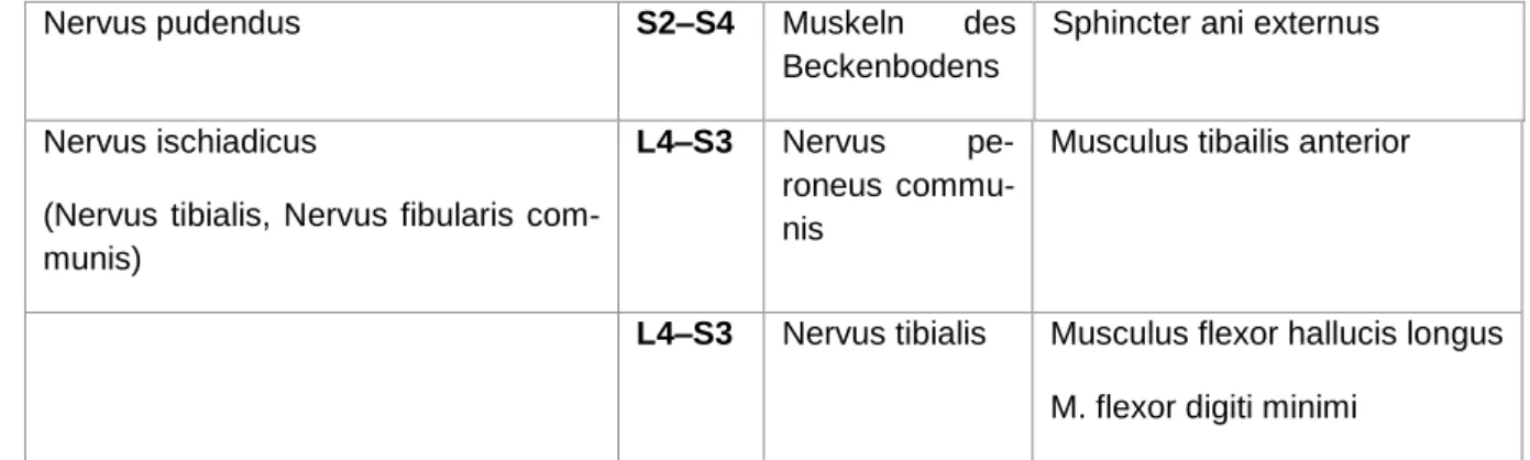 Tabelle 1: Der Zusammenhang zwischen Plexus sacralis und den untersuchten Nervenbahnen (9) 