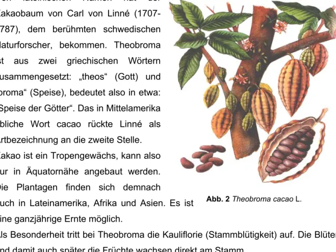 Abb. 2 Theobroma cacao L.