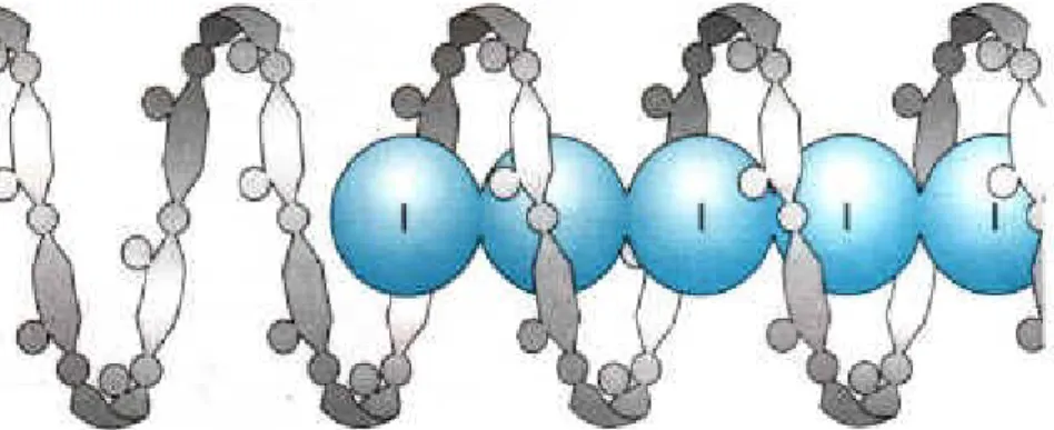 Abb. 5: Einschluss von Polyiodid-Ionen in Amylose              (Quelle: www.bio-modelle.de)