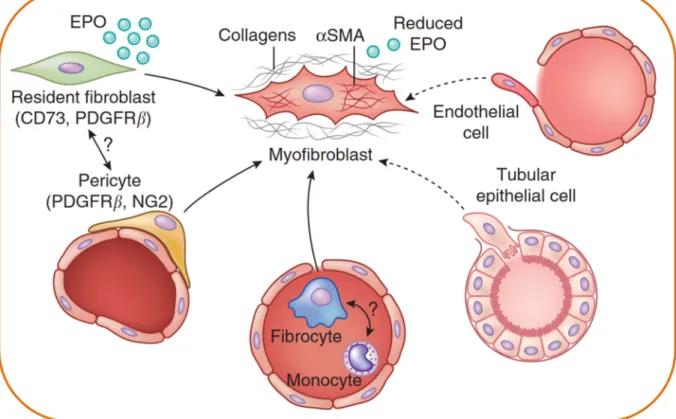 Abb. 1.2 Ursprung der Matrix-produzierenden Myofibroblasten. Alpha-glattes  Muskelaktin (α-SMA)-positive Matrix-produzierende Myofibroblasten können aus fünf  verschiedenen Zelltypen und den damit zugrunde liegenden Mechanismen entstehen: 
