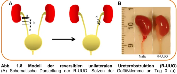 Abb.  1.8  Modell  der  reversiblen  unilateralen  Ureterobstruktion  (R-UUO)                        (A) Schematische Darstellung der R-UUO