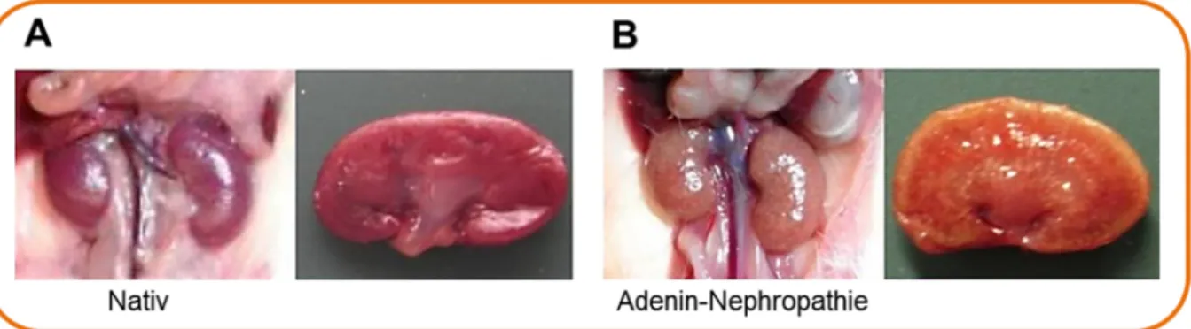 Abb. 1.9 Modell der Adenin-Nepropathie. (A)  Fotografie einer nativen Niere im Ganzen  und im Querschnitt