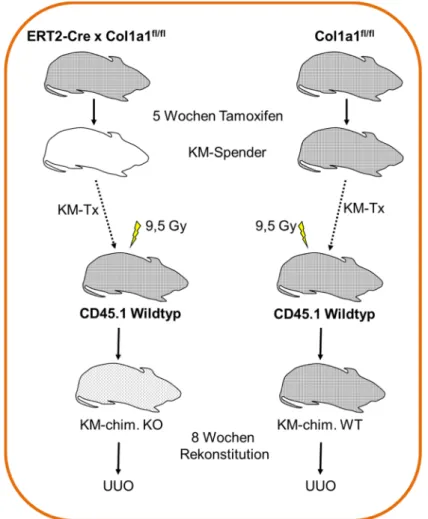 Abb. 3.1 Generierung Knochenmarks-chimärer Mäuse mittels Knochenmarks- Knochenmarks-Transplantation:  Spendermäuse ERT2-Cre x col1a1 fl/fl  oder col1a1 fl/fl -Mäuse behandelt mit  Tamoxifen; Empfänger CD45.1 C57BL/6J-Mäuse bestrahlt mit 9,5 Gray; nach 8 Wo
