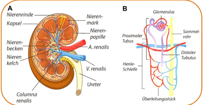 Abb. 1.1 Schematischer Aufbau der Niere. (A)  Längsschnitt  durch  eine  Niere.                 