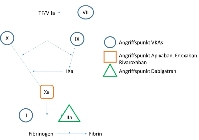 Abbildung 2: Schematische Darstellung der Angriffspunkte der Antikoagulanzien in der Gerinnungskaskade, modifiziert  nach Caterina et al