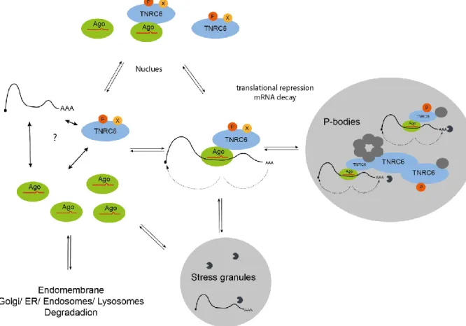 Figure 7 Subcellular localization of the gene silencing process.  