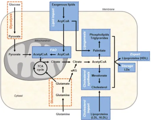 Abbildung 2.4 Vereinfachte Darstellung des veränderten Lipidmetabolismus in Tumorzellen