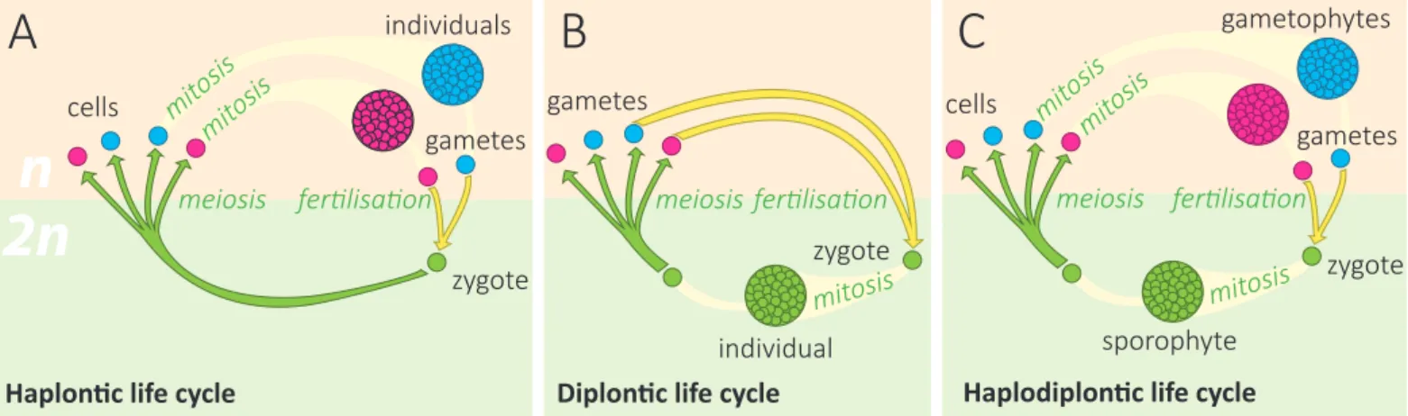 Figure 3.1 Different life cycles.