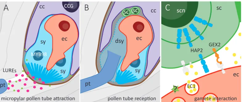 Figure 3.6 Mechanisms for double fertilisation in Arabidopsis thaliana.
