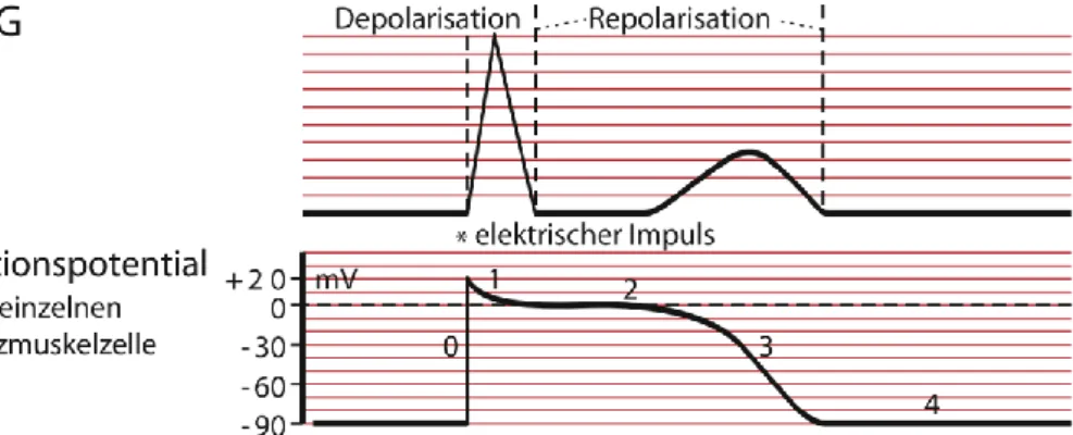 Abbildung 2: Das EKG in Abhängigkeit vom Aktionspotential der einzelnen Myokardzelle 
