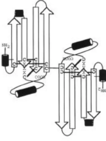 Abbildung 2: Kristallstruktur von TGF-β mit typischem Cystinknotenmotiv (13) 