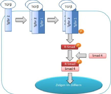 Abb. 3). Die dritte Gruppe der Smads sind die inhibitorischen Smad-Proteine Smad-6 und -7