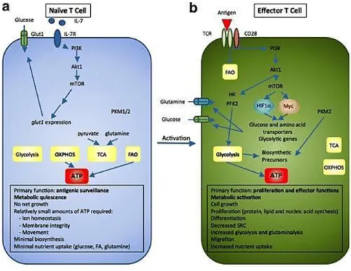 Figure 3. Metabolic re-programming during T cell activation 
