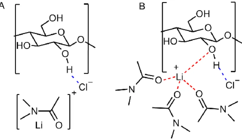 Figure  1.7:  Proposed  interaction  between  LiCl/DMAc  and  cellulose  acting  as  the  dissolution  mechanism by (A) McCormick et al