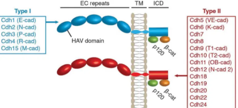 Abb.  3:  Struktur  klassischer  Cadherine  (Typ  I  und  II).  Klassische  Cadherine  bestehen  aus  fünf,  sich  wiederholenden,  extrazellulären  Domänen  (EC),  einer  Transmembrandomäne  (TM)  und  einer  intrazellulären  Domäne (ICD), die an Catenin-