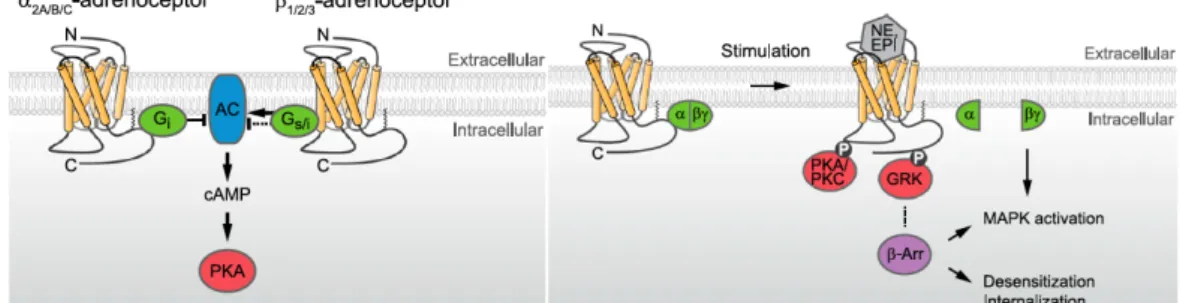 Abb. 5: Signaltransduktion von Adrenorezeptoren. Links: a2- und b2-ARs sind an G-Proteine gekoppelt