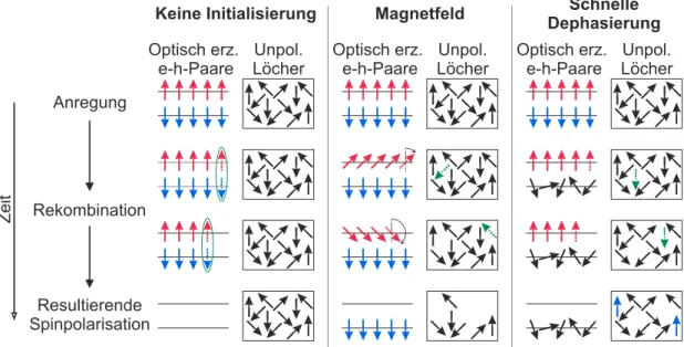 Abb. 3.2: Initialisierung einer residenten Lochspinpolarisation mithilfe eines angelegten Magnetfelds oder schneller Dephasierung der optisch erzeugten Löcher direkt nach der Anregung