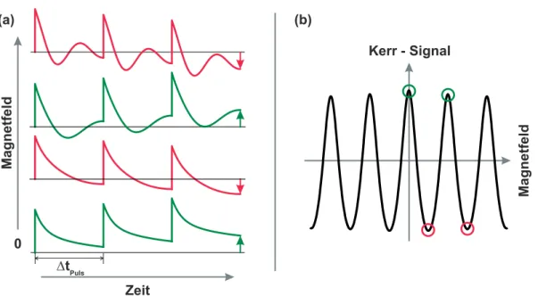 Abb. 4.6: (a) Beispielhafte Darstellung von TRKR-Kurven für langlebige Spinpola- Spinpola-risationen bei unterschiedlichen Magnetfeldern über den Zeitraum von drei  Pulswie-derholzeiten des Lasersystems