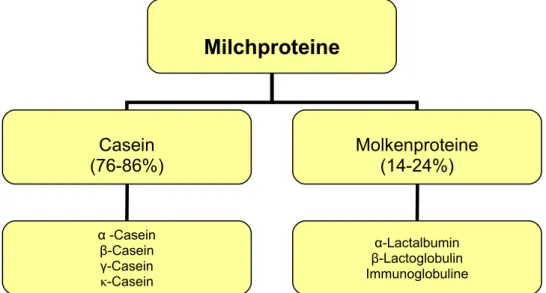 Abb. 8: Einteilung der Milchproteine