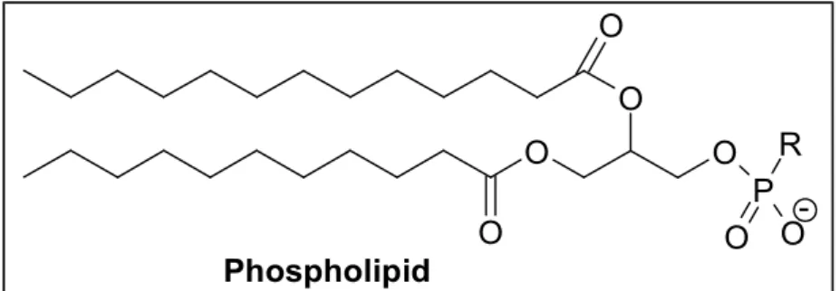 Abb. 4: Darstellung eines Phospholipids
