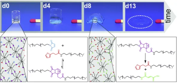 Figure 1.6: Preparation of degradable DA hydrogels. Eight-armed PEG is function- function-alized with furan and maleimide groups, respectively; hydrogels are formed by DA reaction of the obtained macromonomers