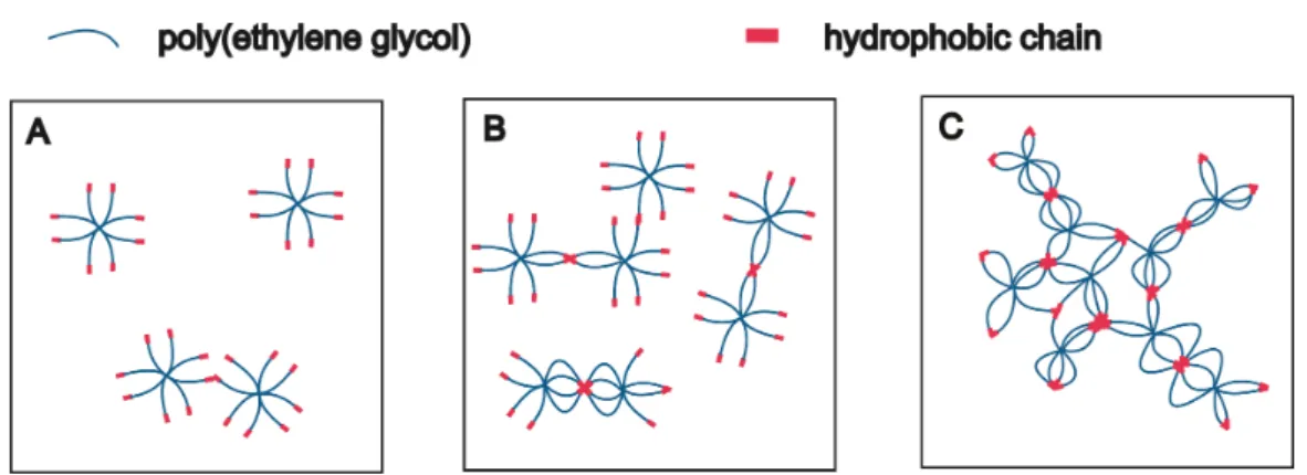 Figure 3.2: Association of hydrophobically modified eight-armed PEG in aqueous so- so-lution at increasing concentrations