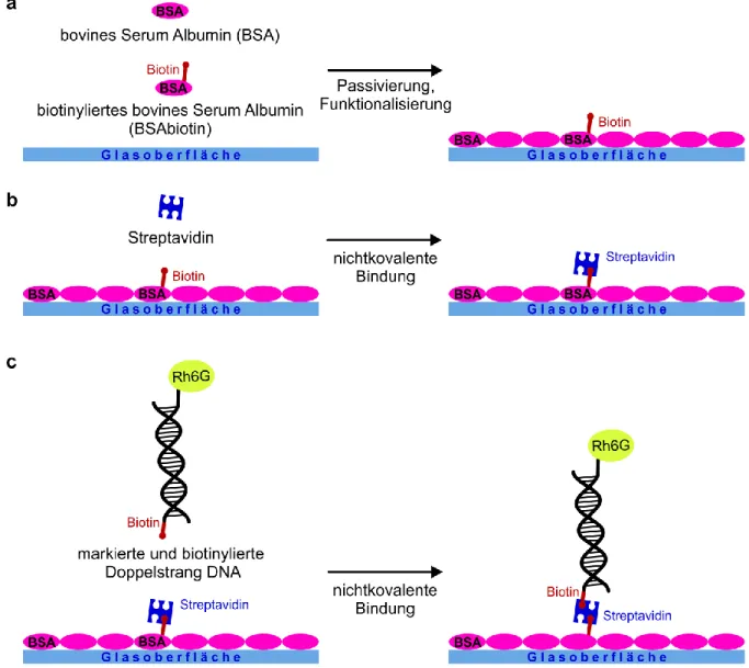 Abbildung 3.2: Schematische Darstellung der Immobilisierung einzelner Rhodamin 6G (Rh6G)  Moleküle mittels markierter und biotinylierter Doppelstrang DNA