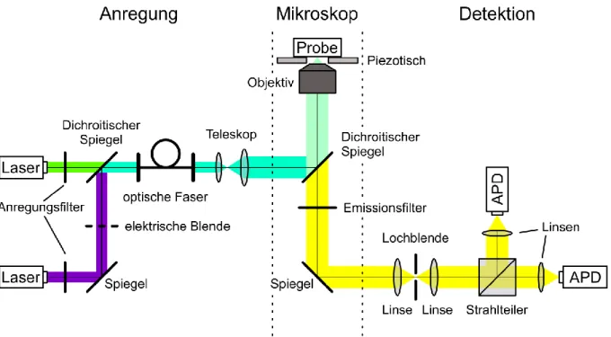Abbildung 3.4:  Experimenteller  Aufbau  des  verwendeten  konfokalen  Fluoreszenzmikroskops