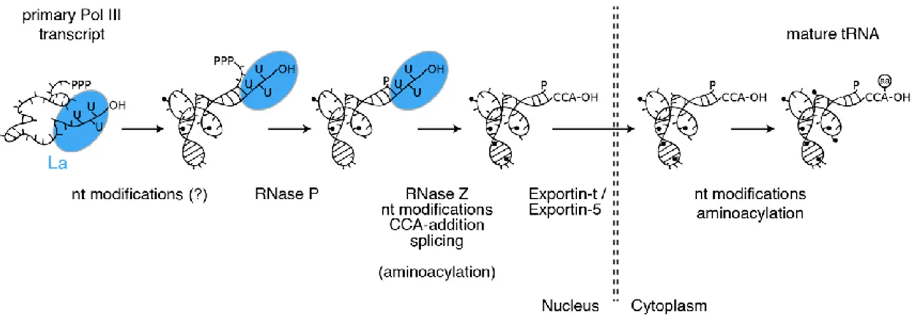 Figure 1.1: TRNA Maturation is a Multistep Process. Schematic representation of processing events and  key enzymes required during the biogenesis of tRNAs
