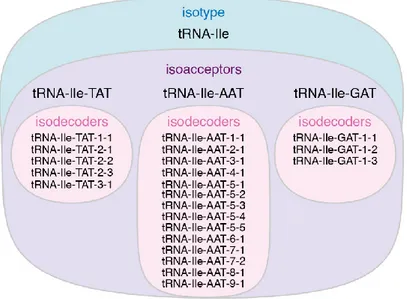 Figure  1.5  also  shows,  that  the  number  of  certain  tRNA  isodecoder  genes  is  over- over-represented  for  certain  isoacceptors,  e.g.,  for  tRNA-Cys-GCA  (38),  compared  to  others,  e.g,  to  tRNA-Ser-GGA  (1)