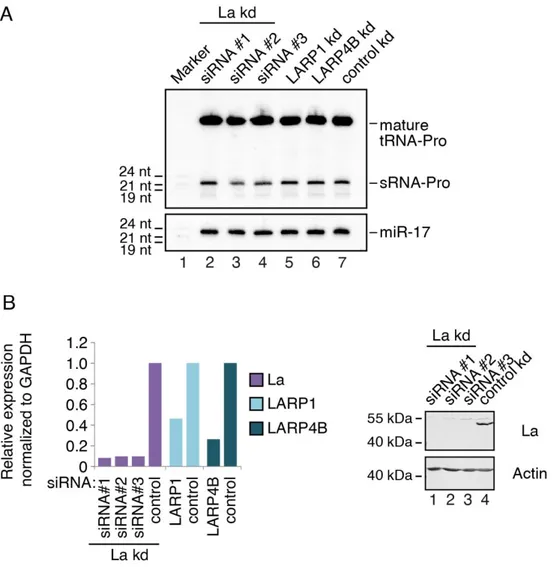 Figure  3.16:  Northern  Blot  of  Total  RNA  Does  Not  Confirm  the  Impact  of  La  on  sRNA-Pro