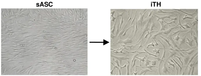 Abbildung 3   Phasenkontrastmikroskopie  zur  Darstellung  der  Morphologie  induzierter           Tyrosinhydroxylase-positiver (iTH+) Zellen (200 x Vergrößerung)