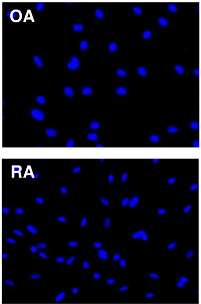 Abbildung 7  IgG-Isotyp-Kontrollantikörper  (rabbit)  zur  Immunfluoreszenzfärbung  von  iTH+ 