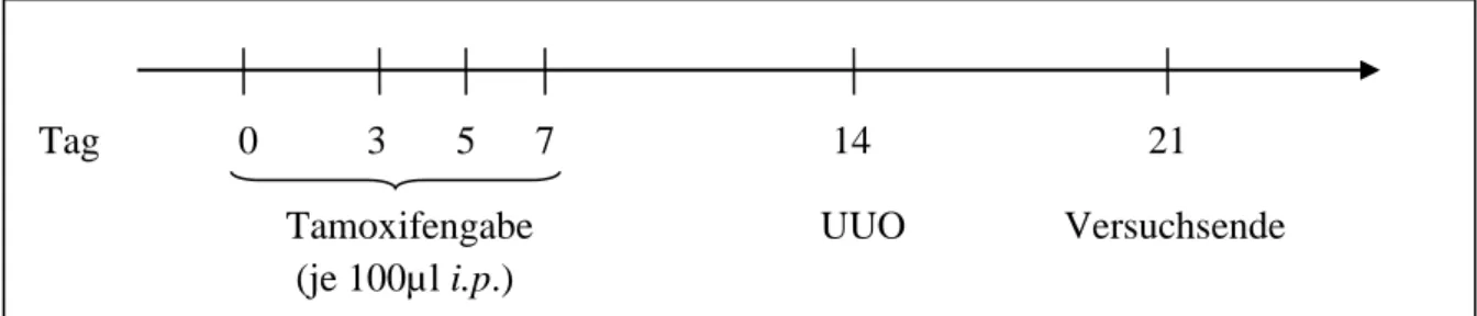 Abb. 3.1 Versuchsaufbau für die intraperitoneale Applikation von Tamoxifen. Jeweils 100µl des in  Olivenöl gelösten Tamoxifen wurde den Versuchstieren an Tag 0, 3, 5 und 7 i.p