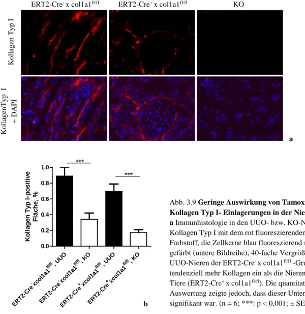 Abb. 3.9 Geringe Auswirkung von Tamoxifen i.p. auf  Kollagen Typ I- Einlagerungen in der Niere