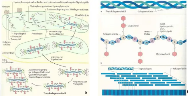 Abb. 1.2 Biosynthese und Molekularstruktur von Kollagen. a Die Kollagen-mRNA wird in das 