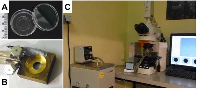 Fig.  8: Overview of the microscopic setup for swelling and shrinking  experiments. The petri dish  with the PDMS ring inside (A) is positioned in the brazen holder (B) that is warmed to ~ 35 °C by  the  circulating  water  of  the  temperature  controlled