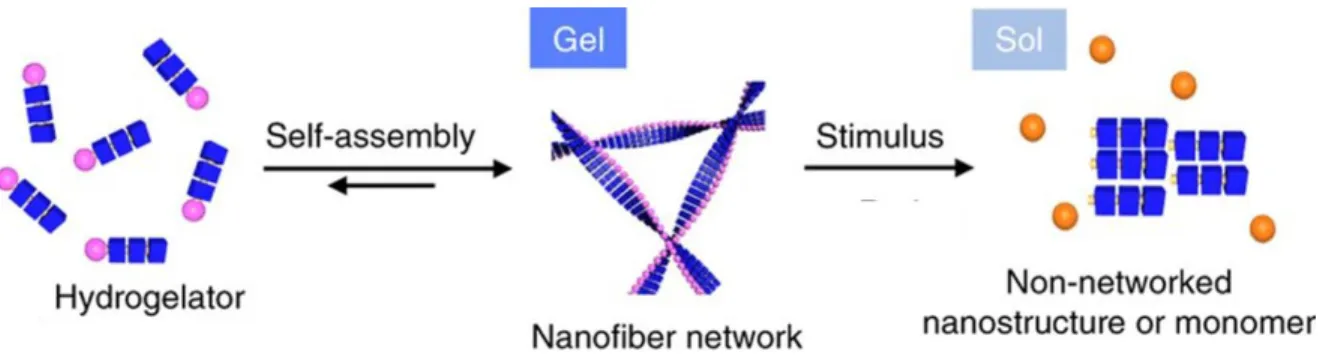 Figure  3.  General  scheme  of  a  stimuli-induces gel-to-sol  transition.  Adapted  from  ref