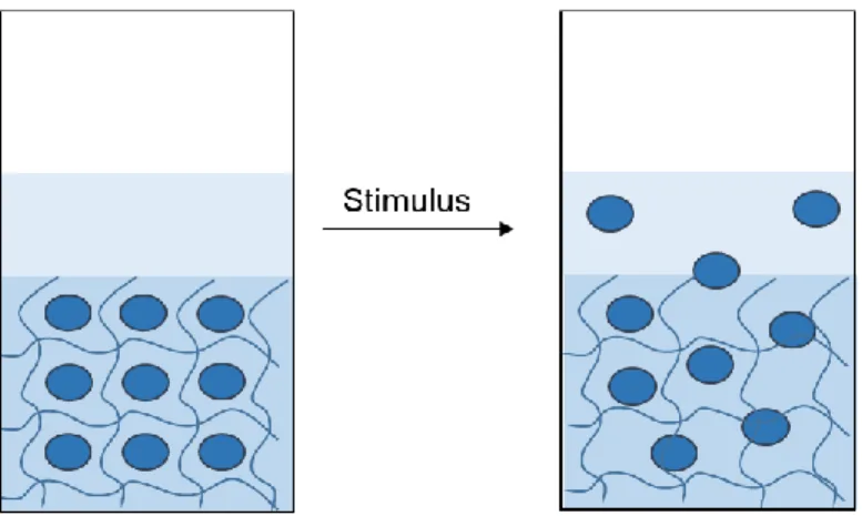 Figure  4.  Vials  containing  supramolecular  hydrogels  loaded  with  drug  molecules,  overlaid  with  a  buffer  (left),  followed by a stimulus-induced controlled release of the drug molecules (right)