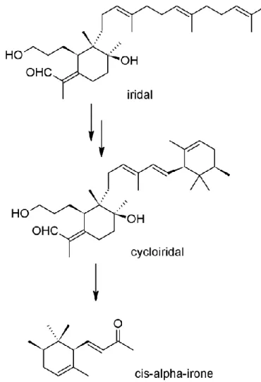 Figure 16: Transformation of iridals to irones exemplified by cis-alpha-irone. 